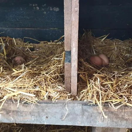 Bed & Breakfast En Helene Hoeve