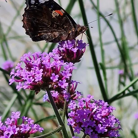 Couette-café En Helene Hoeve 3*