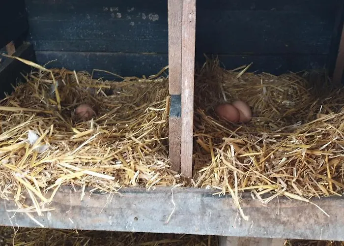 Couette-café En Helene Hoeve