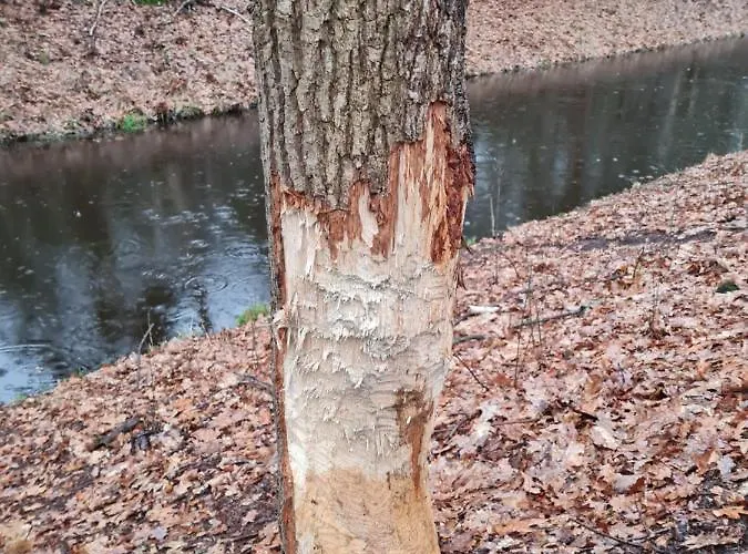 En Helene Hoeve Отель типа 