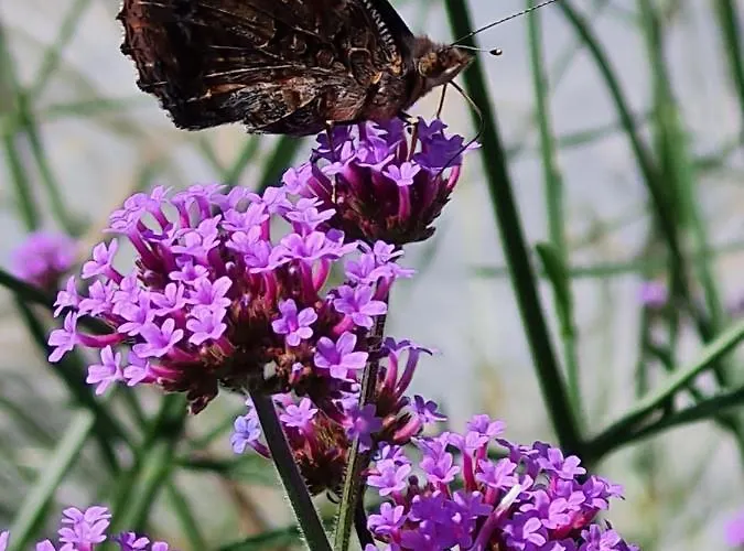 Bed & Breakfast En Helene Hoeve 3*