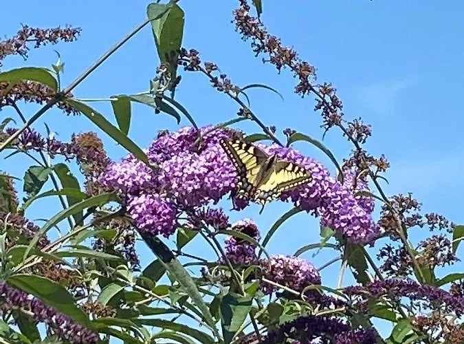 Couette-café En Helene Hoeve