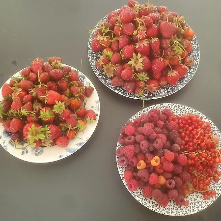 Helene Hoeve Venhorst