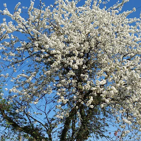 Helene Hoeve 3* Venhorst