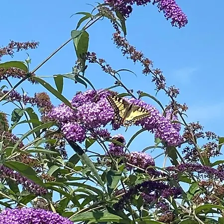 Bed & Breakfast Helene Hoeve